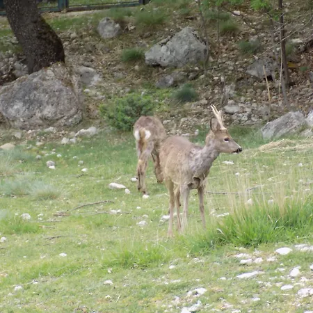 Falcone Ortona