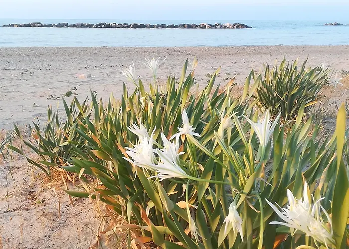 B&B Falcone 오르토나